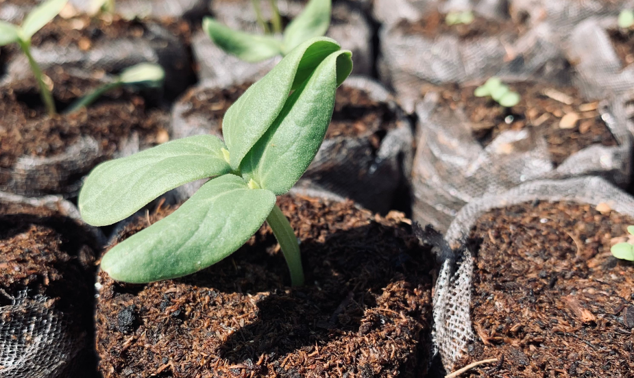 Des jardins communautaires pour la saison estivale et une programmation des plus diversifiées!